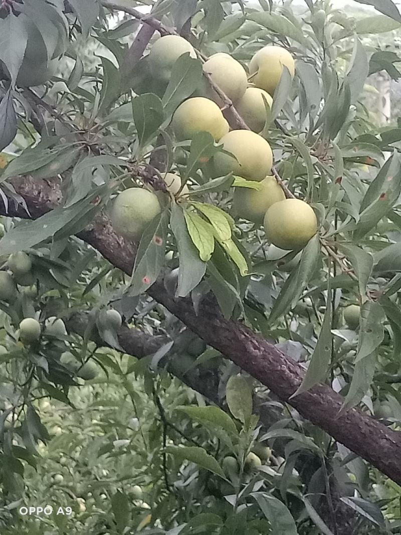 青脆李