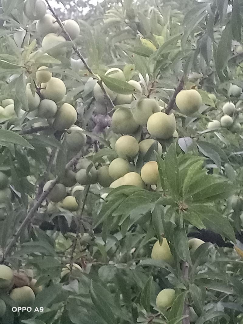 青脆李
