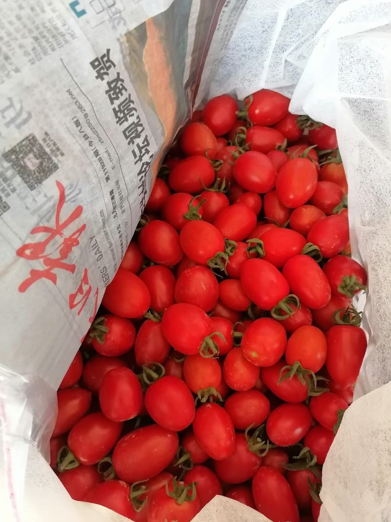 陕西省澄城县圣女果大量上市欢迎你的来电洽谈合作共赢