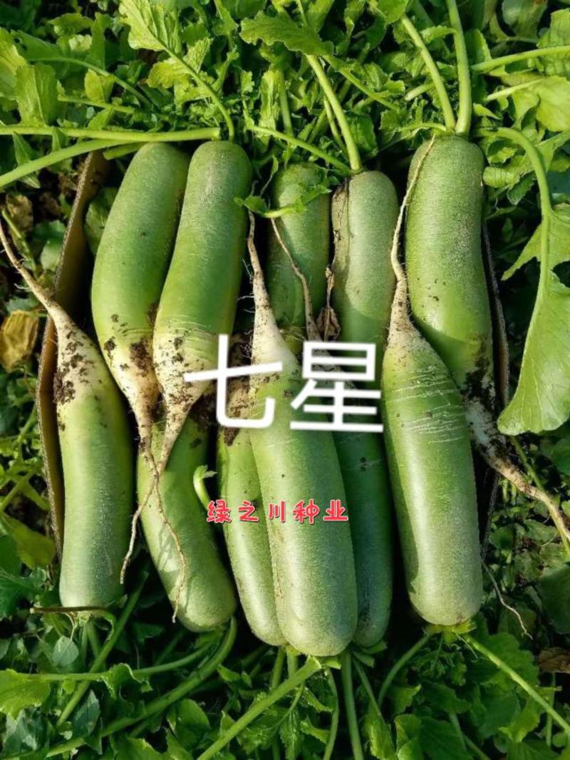 原装北斗75水果萝卜种子天津科润青萝卜脆甜抗病高产