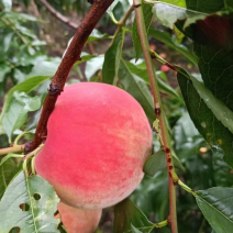 响岩镇万亩桃园种植基地，大量出售，口感脆甜多汁，色泽鲜艳