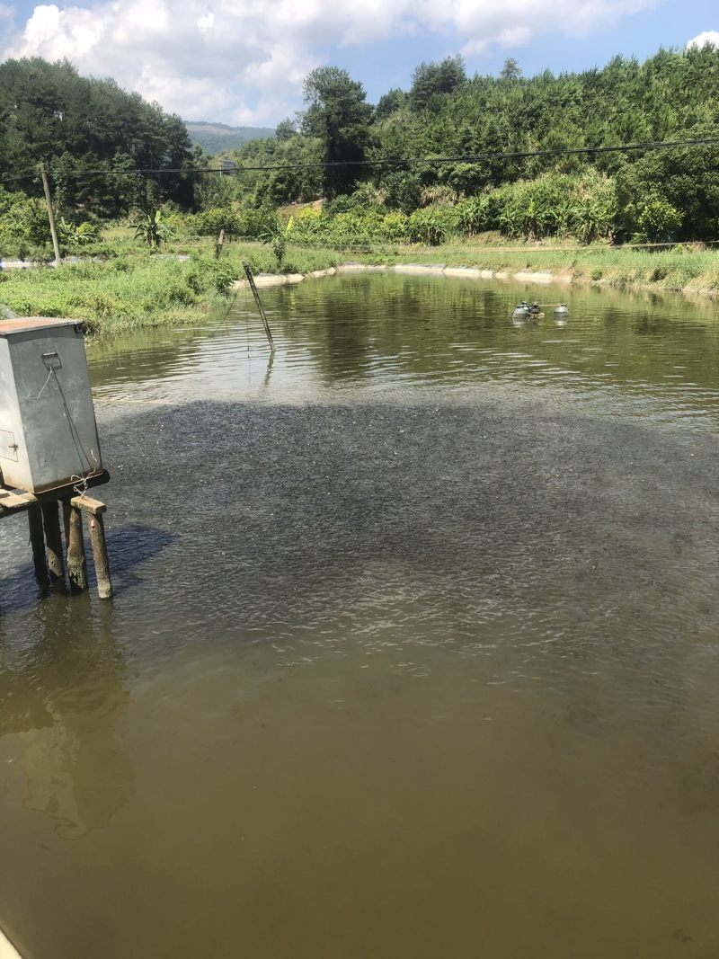 黄金鲫夏花，一斤100-200条左右，正宗天津换新水产