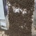 陕西蝎子野外无饲养不喂食。全活。干净无杂质