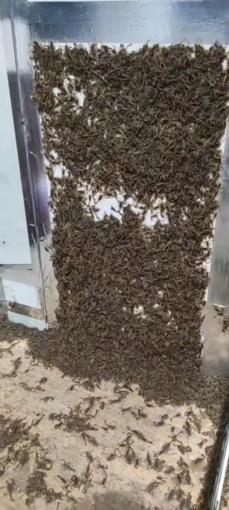陕西蝎子野外无饲养不喂食。全活。干净无杂质