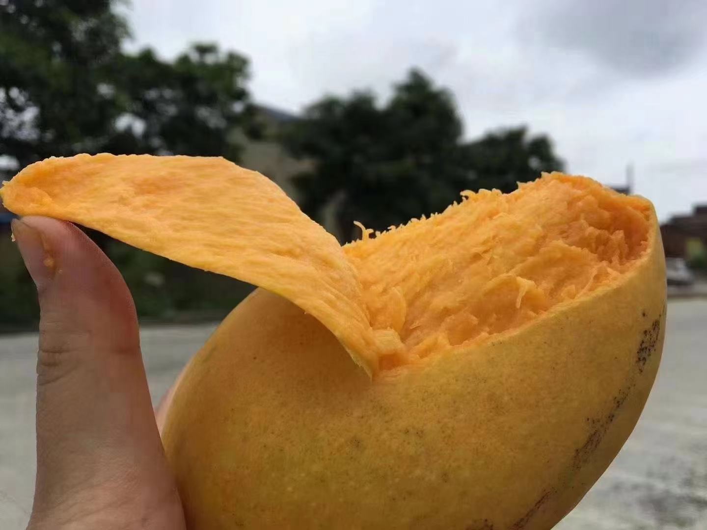 一张高清小台芒特写图片,展示其金黄色的外皮和光滑质感,背景虚化突出主体 小台芒特写图片