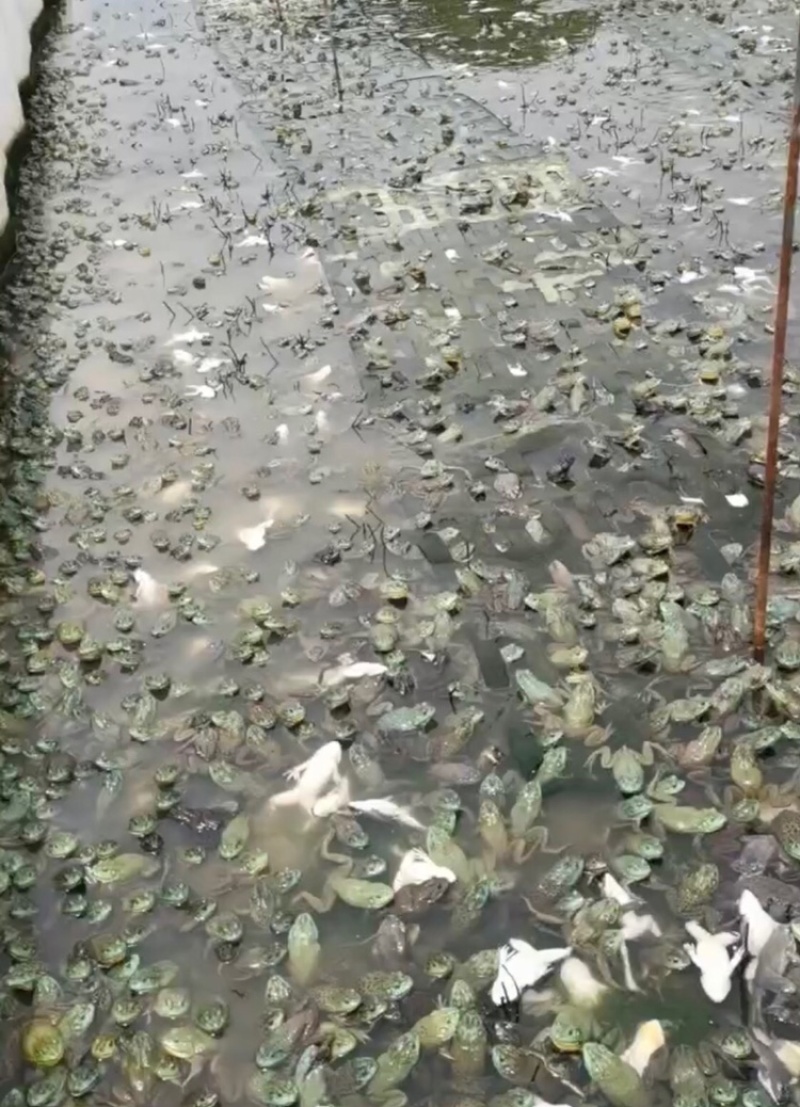 蛙场建设.技术指导.20年养殖经验.一对一解决问题