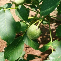 香玲青皮核桃