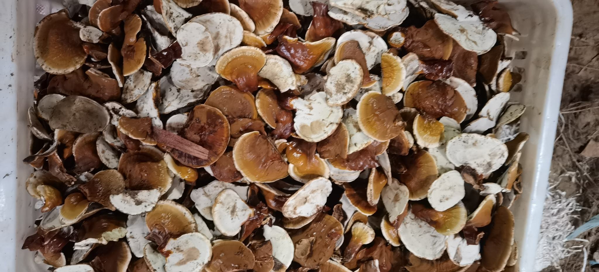 野生金边赤灵芝成品展示