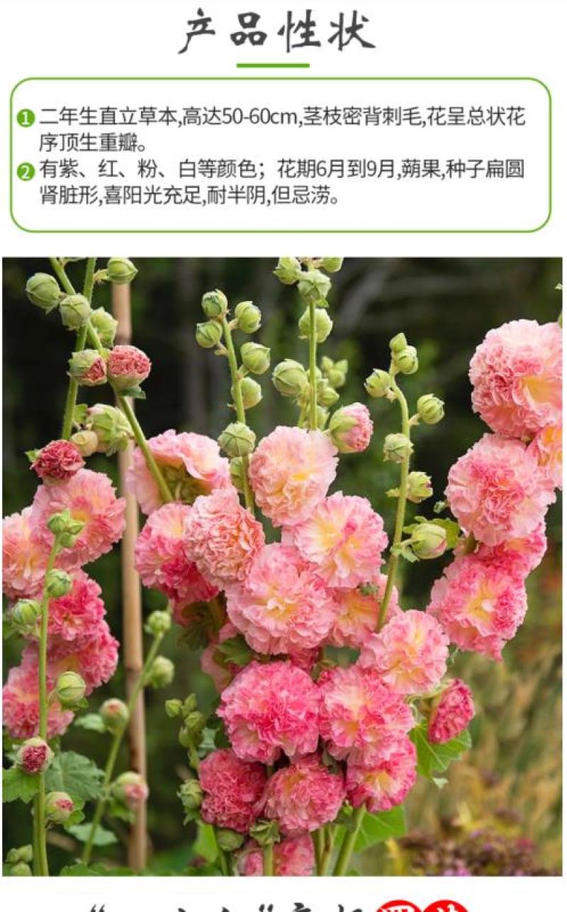 蜀葵种子春秋四季易种庭院多年生宿根花籽室外庭院花重瓣一丈