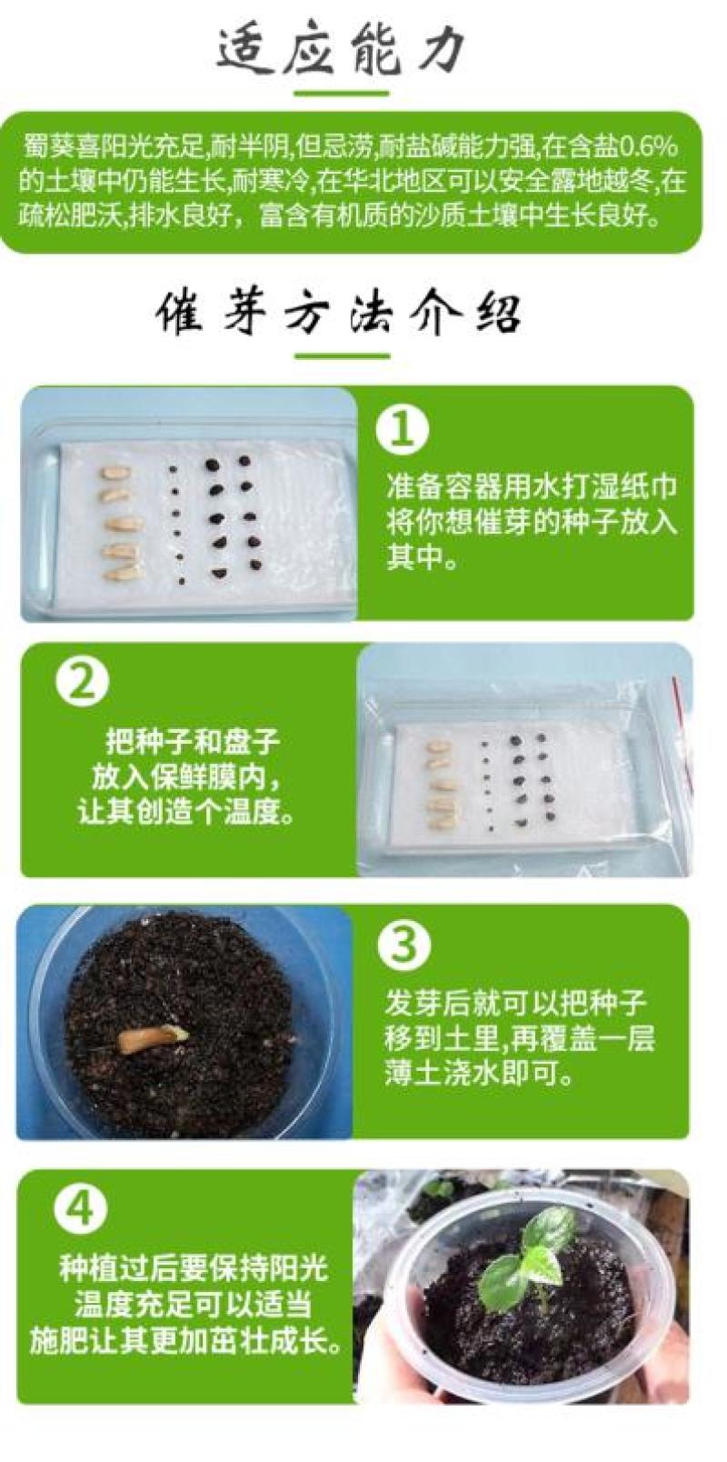 蜀葵种子春秋四季易种庭院多年生宿根花籽室外庭院花重瓣一丈