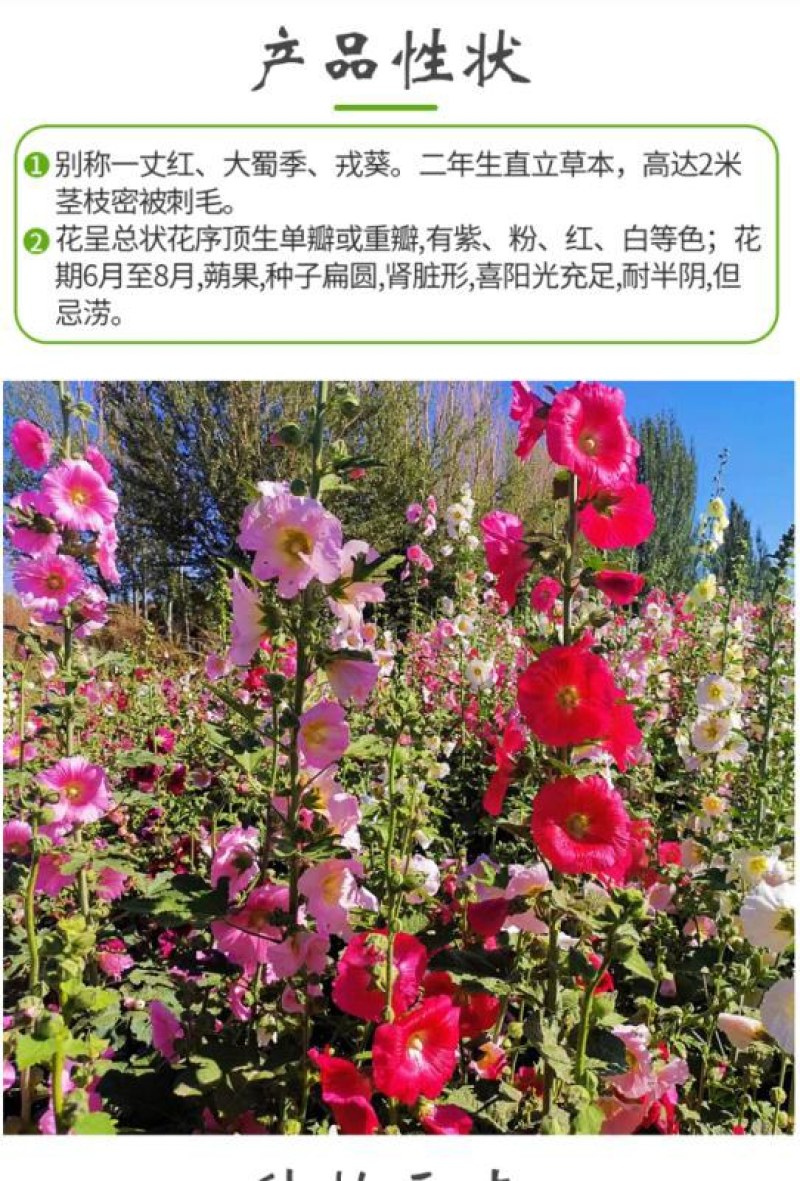 蜀葵种子春秋四季易种庭院多年生宿根花籽室外庭院花重瓣一丈