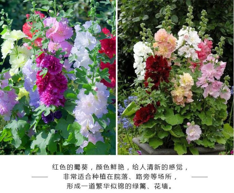 蜀葵种子春秋四季易种庭院多年生宿根花籽室外庭院花重瓣一丈