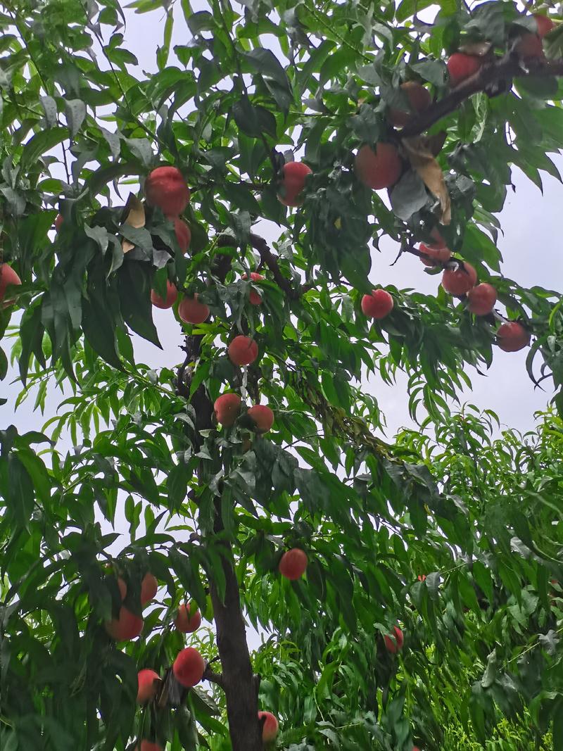大桃，大久保，红桃，红不软，毛桃