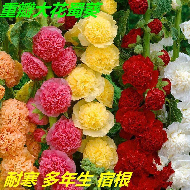蜀葵种子春秋四季易种庭院多年生宿根花籽室外庭院花重瓣一丈