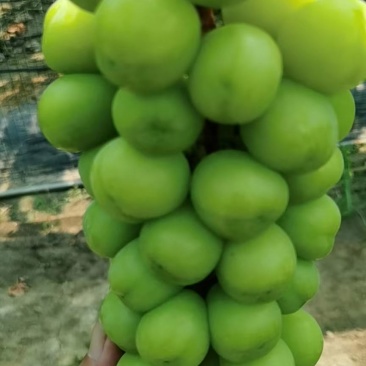 底糖16阳光玫瑰少量上