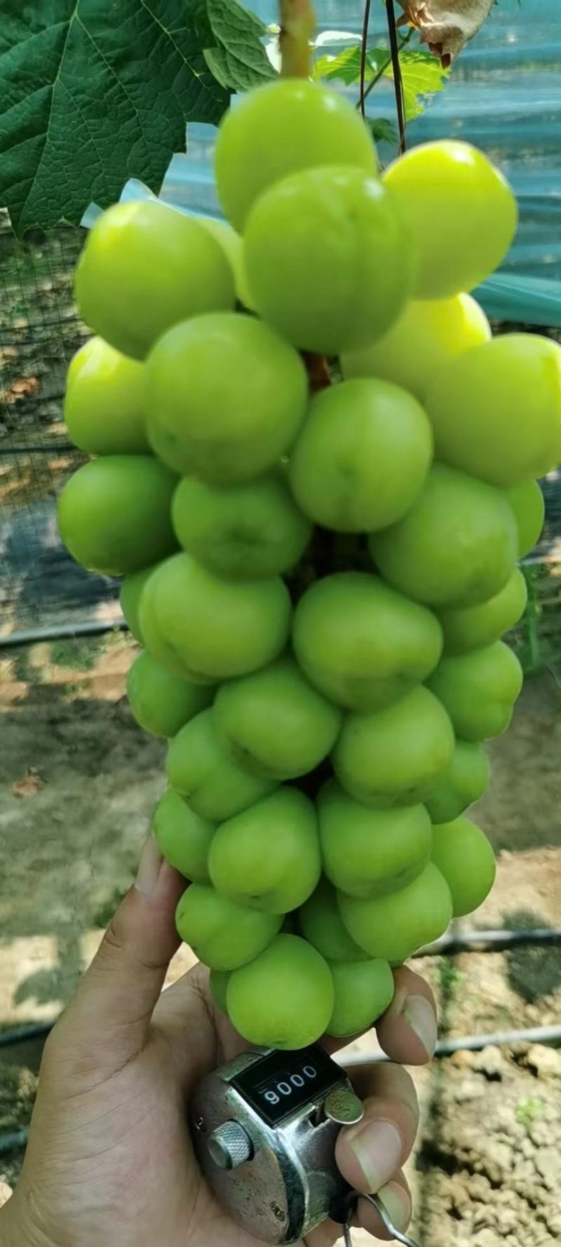 底糖16阳光玫瑰少量上