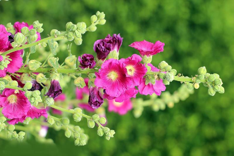 四季开花不断易活花种籽室外植物一丈红好养盆栽花籽重瓣蜀葵