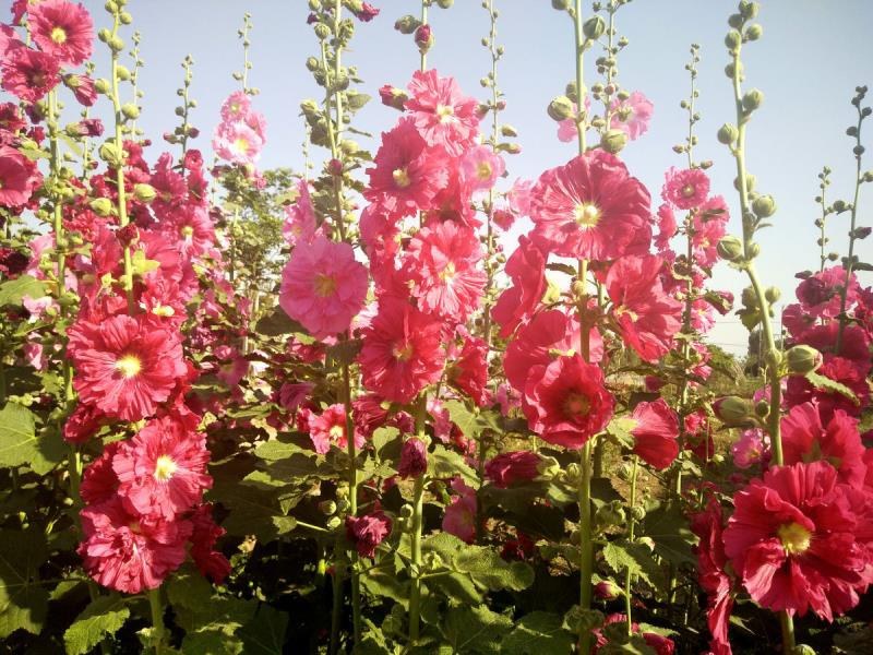 四季开花不断易活花种籽室外植物一丈红好养盆栽花籽重瓣蜀葵