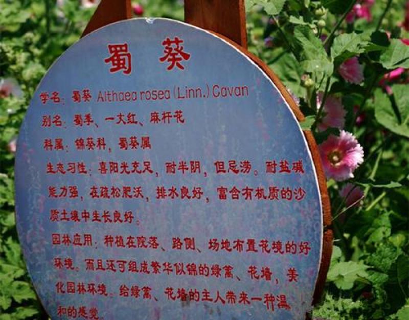 四季开花不断易活花种籽室外植物一丈红好养盆栽花籽重瓣蜀葵