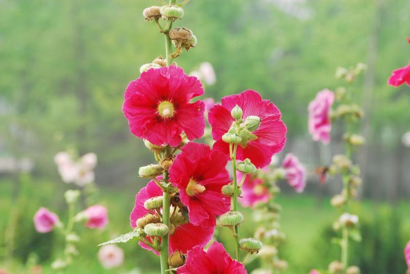 四季开花不断易活花种籽室外植物一丈红好养盆栽花籽重瓣蜀葵