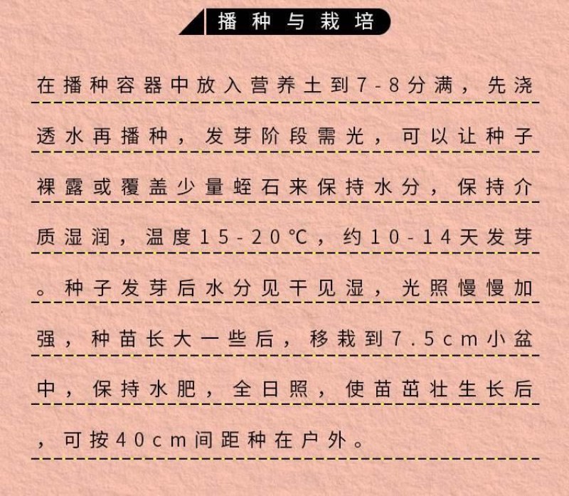 四季开花不断易活花种籽室外植物一丈红好养盆栽花籽重瓣蜀葵