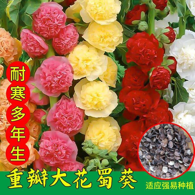 四季开花不断易活花种籽室外植物一丈红好养盆栽花籽重瓣蜀葵