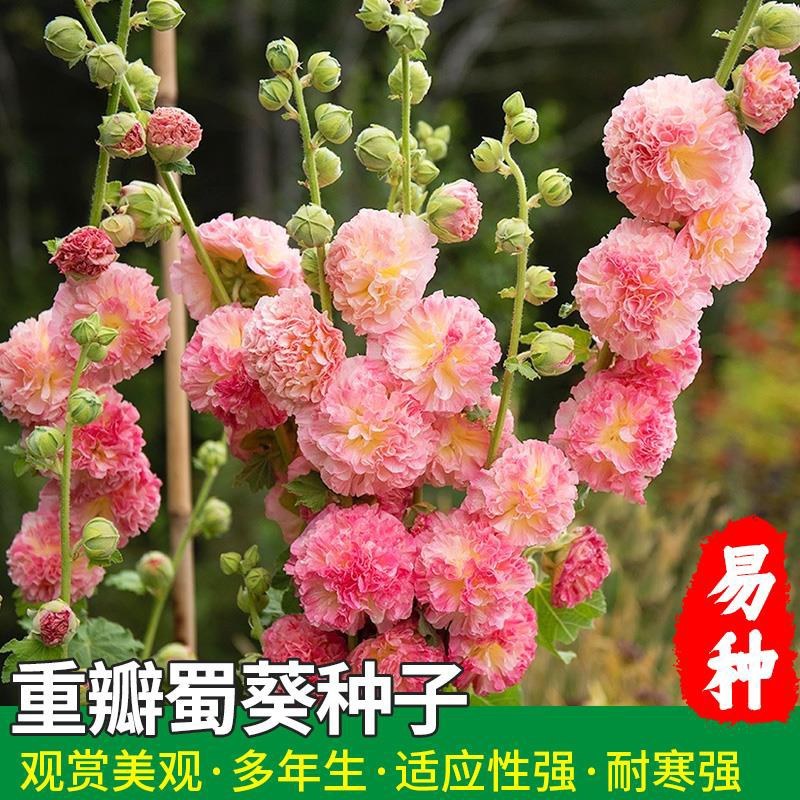 四季开花不断易活花种籽室外植物一丈红好养盆栽花籽重瓣蜀葵
