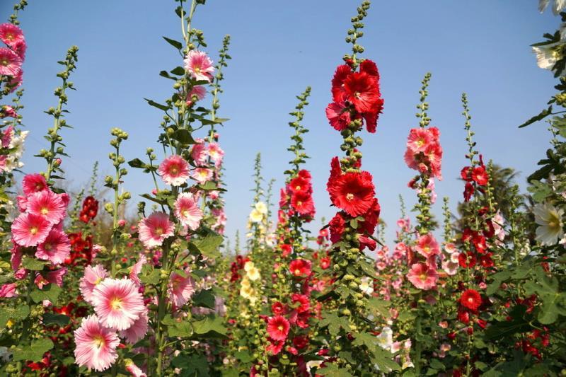 四季开花不断易活花种籽室外植物一丈红好养盆栽花籽重瓣蜀葵