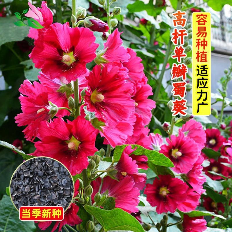 四季开花不断易活花种籽室外植物一丈红好养盆栽花籽重瓣蜀葵
