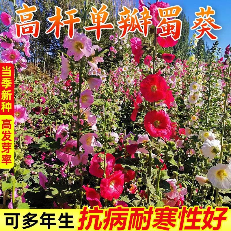 四季开花不断易活花种籽室外植物一丈红好养盆栽花籽重瓣蜀葵