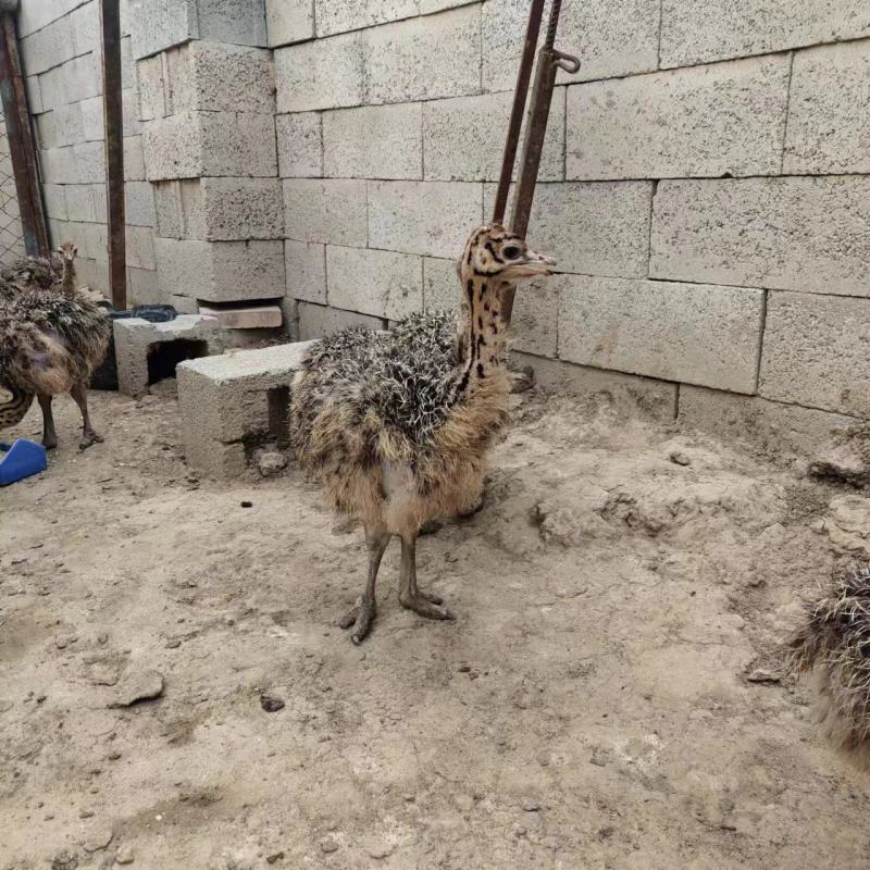 肉鸽养殖白羽王鸽种鸽包运输包成活，提供养殖技术