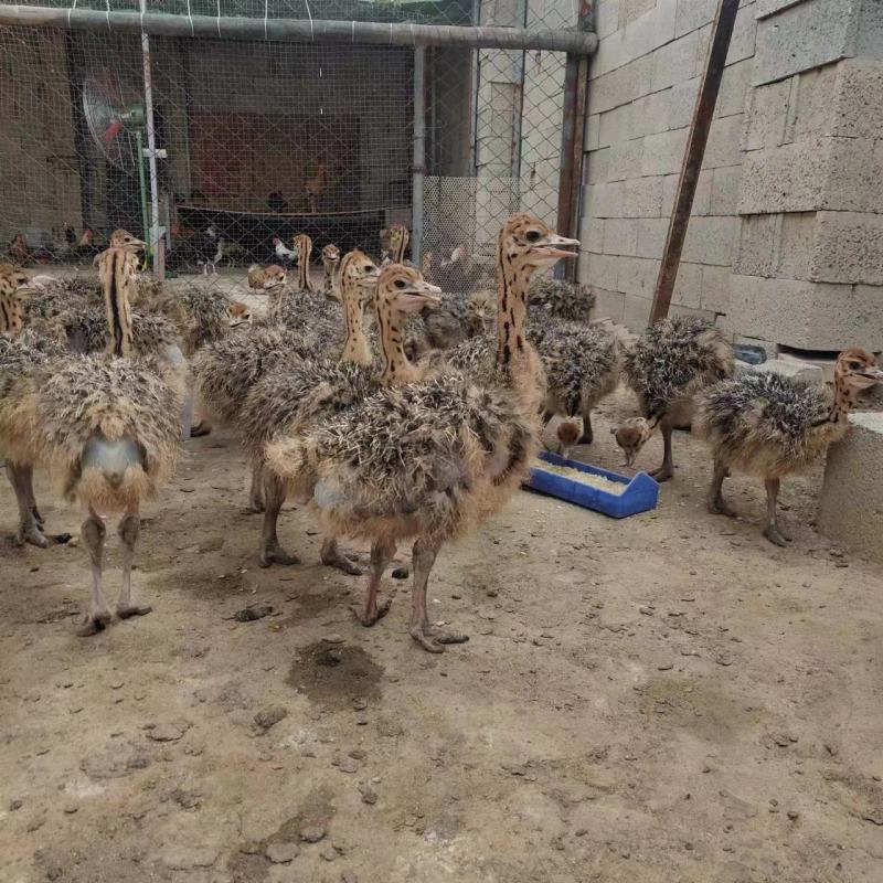 肉鸽养殖白羽王鸽种鸽包运输包成活，提供养殖技术