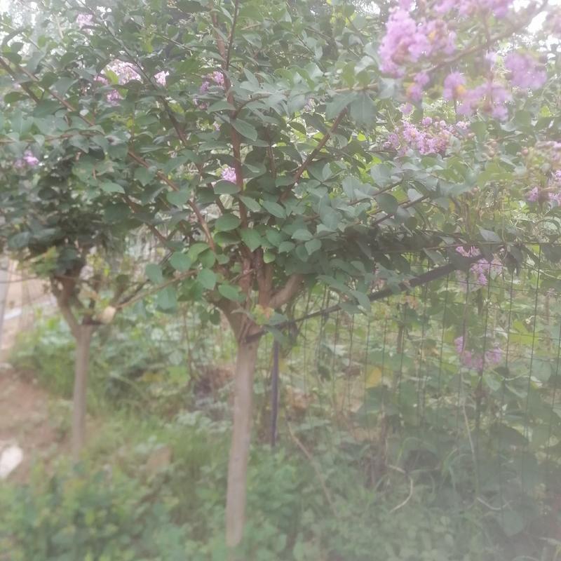 百日红紫薇3-6公分5000棵，分支点1-1.2米