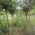 百日红紫薇3-6公分5000棵，分支点1-1.2米