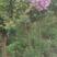 百日红紫薇3-6公分5000棵，分支点1-1.2米