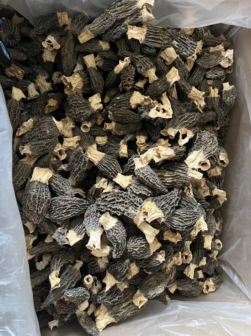 云南羊肚菌，野生羊肚菌，肉质饱满，颜色黑，羊肚菌一手货源