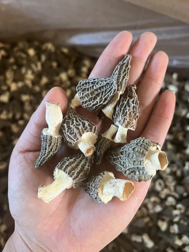 云南羊肚菌，野生羊肚菌，肉质饱满，颜色黑，羊肚菌一手货源
