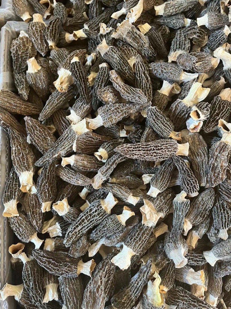 云南羊肚菌，野生羊肚菌，肉质饱满，颜色黑，羊肚菌一手货源