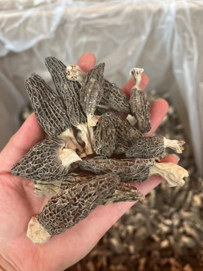 云南羊肚菌，野生羊肚菌，肉质饱满，颜色黑，羊肚菌一手货源