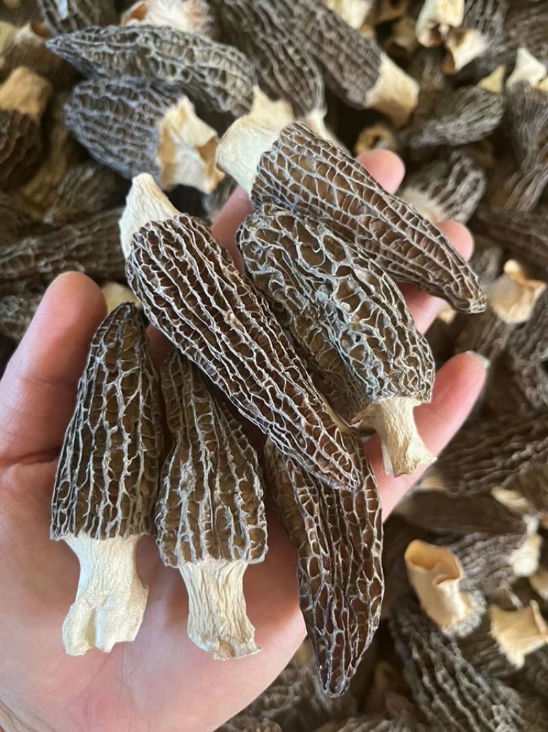 云南羊肚菌，野生羊肚菌，肉质饱满，颜色黑，羊肚菌一手货源