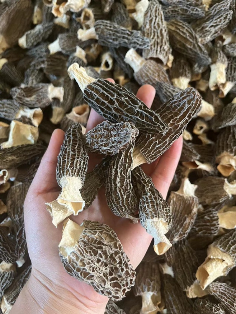 云南羊肚菌，野生羊肚菌，肉质饱满，颜色黑，羊肚菌一手货源