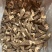 云南羊肚菌，野生羊肚菌，肉质饱满，颜色黑，羊肚菌一手货源