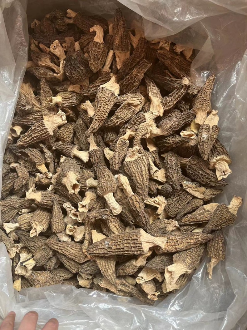 云南羊肚菌，野生羊肚菌，肉质饱满，颜色黑，羊肚菌一手货源