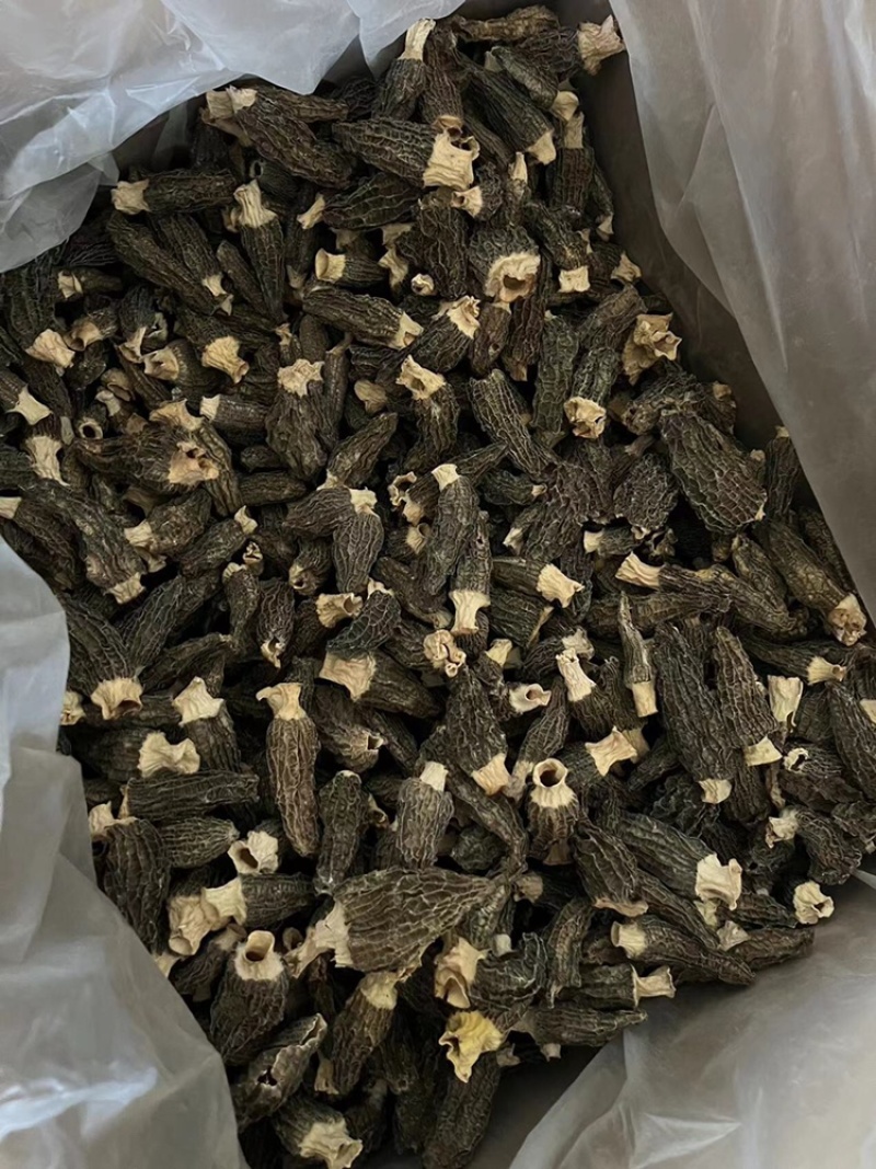 云南羊肚菌，野生羊肚菌，肉质饱满，颜色黑，羊肚菌一手货源
