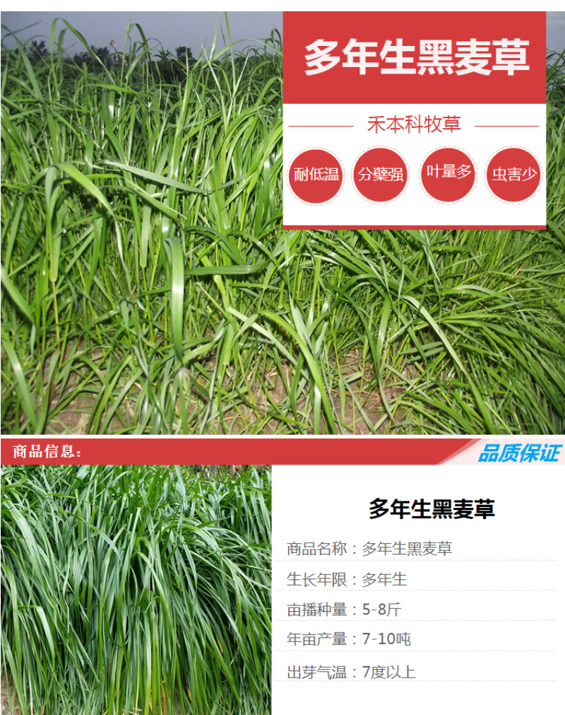 耐寒牧草种子多年生黑麦草种子四季牧草鸡鸭鹅猪牛羊鱼草籽