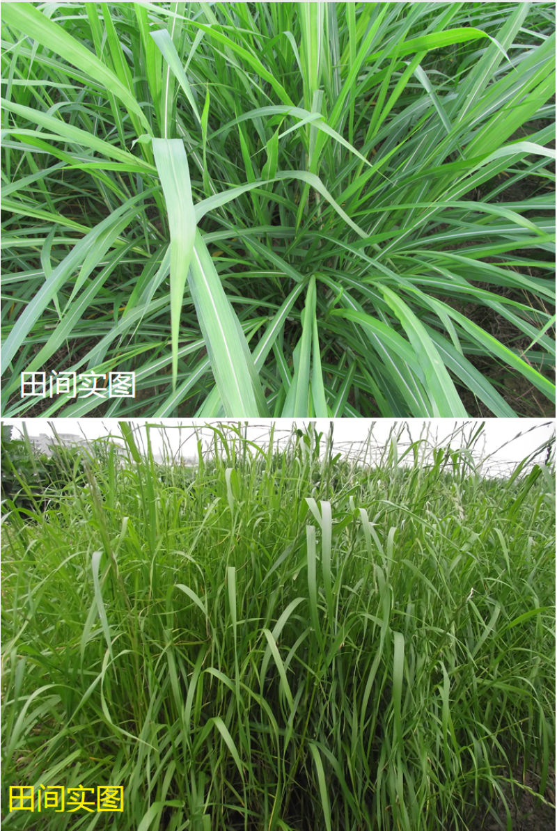 耐寒牧草种子多年生黑麦草种子四季牧草鸡鸭鹅猪牛羊鱼草籽