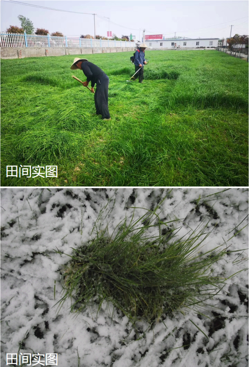 耐寒牧草种子多年生黑麦草种子四季牧草鸡鸭鹅猪牛羊鱼草籽