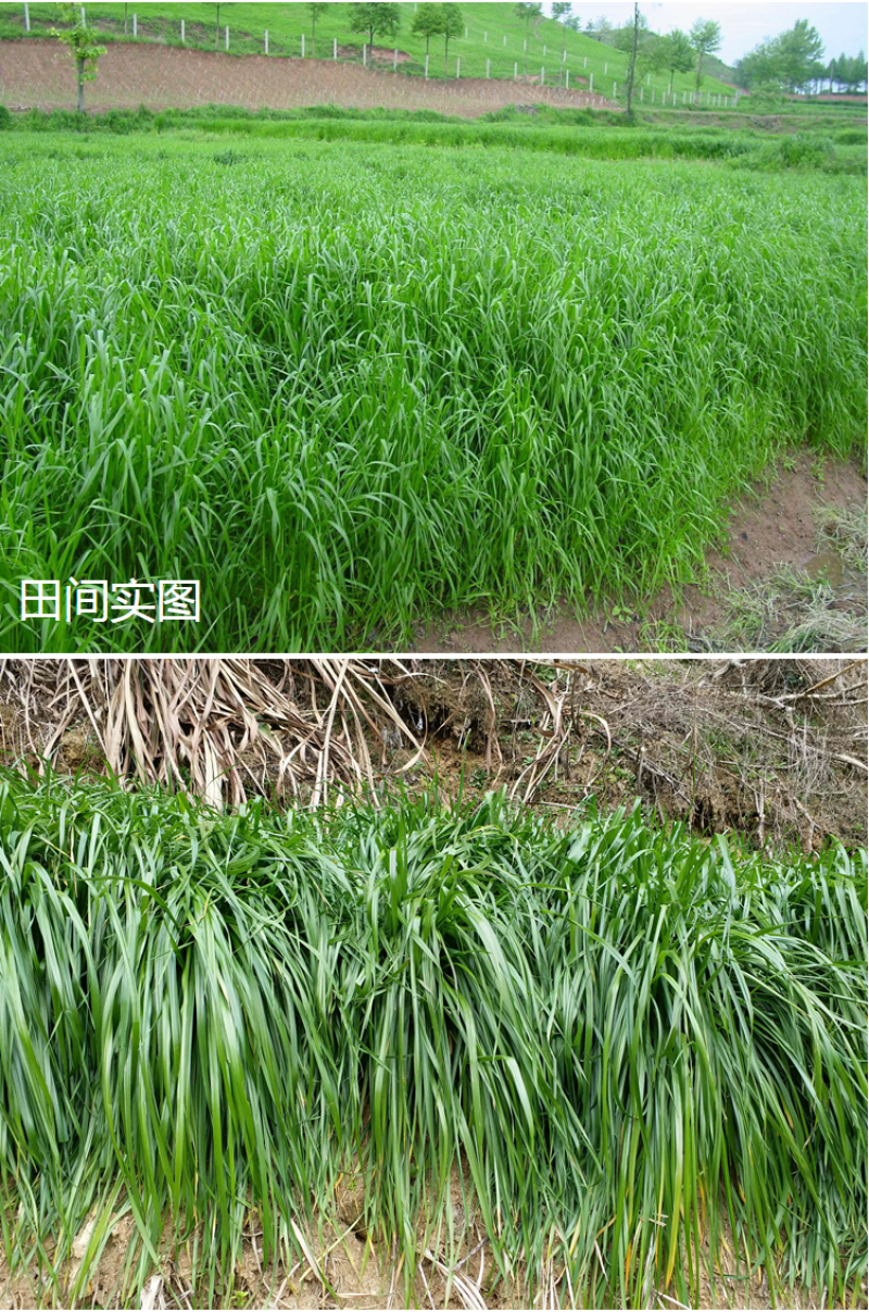 耐寒牧草种子多年生黑麦草种子四季牧草鸡鸭鹅猪牛羊鱼草籽