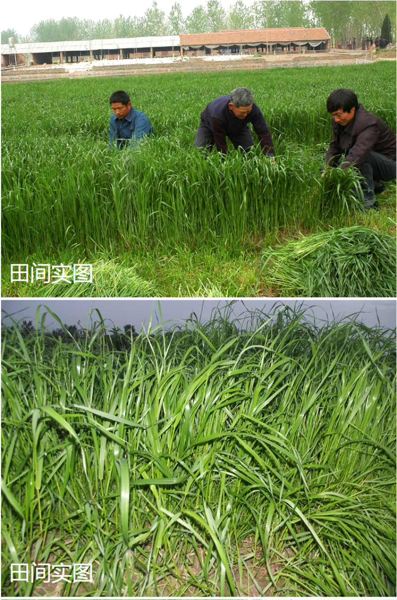 耐寒牧草种子多年生黑麦草种子四季牧草鸡鸭鹅猪牛羊鱼草籽