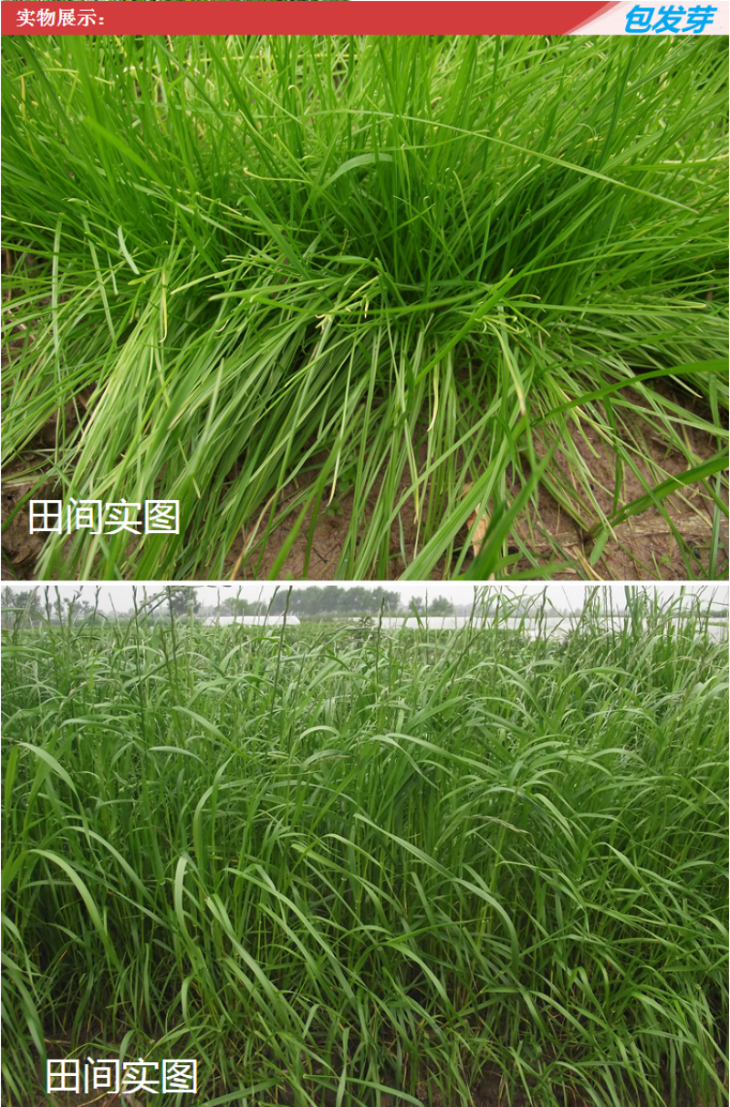 耐寒牧草种子多年生黑麦草种子四季牧草鸡鸭鹅猪牛羊鱼草籽